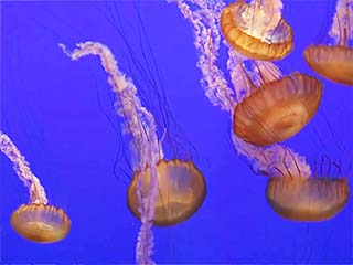 صور Monterey Bay Aquarium ألحيوَانَات